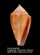 Conus axelrodi